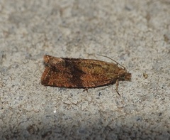 Celypha striana