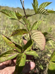 Rubus laudatus