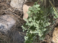 Nepeta cataria