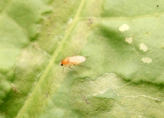 Phoridae