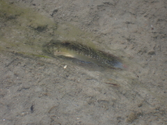 Salaria pavo