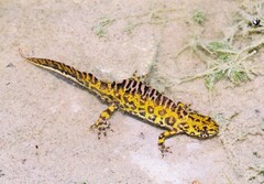 Triturus marmoratus