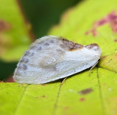 Cilix glaucata