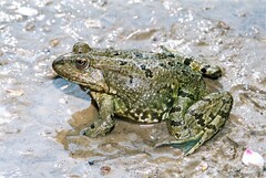 Pelophylax grafi