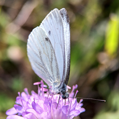 Pieris napi