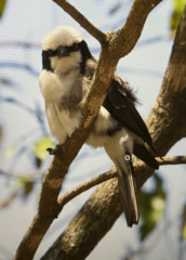 Eurocephalus ruppelli