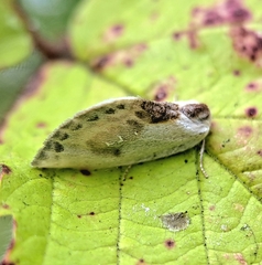 Cilix glaucata
