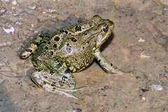 Pelophylax grafi