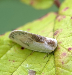 Cilix glaucata