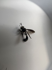 Physocephala tibialis