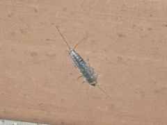 Ctenolepisma lineatum