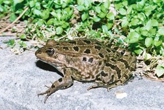 Pelophylax grafi