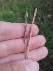 Beckmannia eruciformis