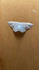 Scopula ornata