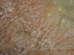 Rhodophyta