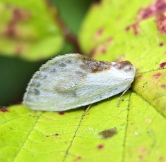 Cilix glaucata