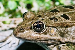 Pelophylax grafi