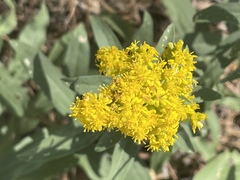 Solidago missouriensis