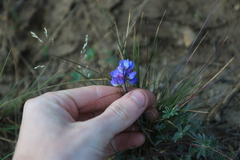 Lupinus lepidus