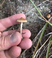 Agrocybe pediades