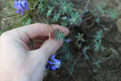 Lupinus lepidus
