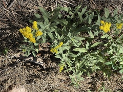 Solidago missouriensis