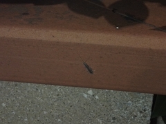 Ctenolepisma lineatum