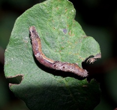 Selenia dentaria