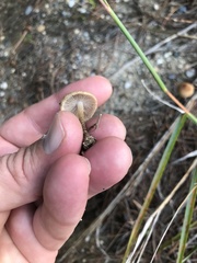 Agrocybe pediades