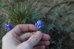 Lupinus lepidus