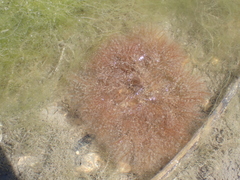 Rhodophyta