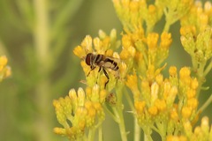 Chrysothamnus viscidiflorus
