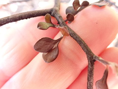 Corokia cotoneaster