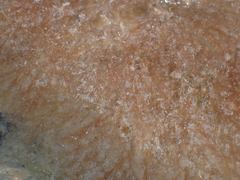 Rhodophyta