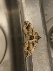 Pelurga comitata