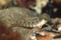 Microlipophrys dalmatinus