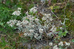Leontopodium ochroleucum