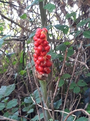 Arum maculatum
