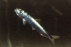 Sardina pilchardus