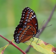 Limenitis archippus floridensis