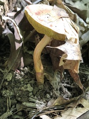 Aureoboletus
