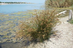 Juncus maritimus