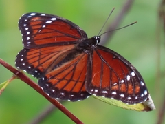 Limenitis archippus floridensis