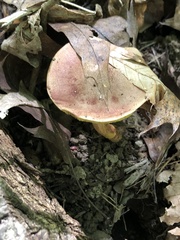 Aureoboletus