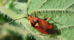 Deraeocoris ruber