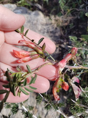 Lessertia frutescens