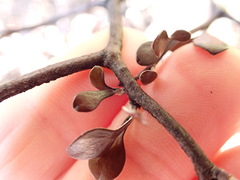 Corokia cotoneaster