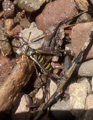 Sesiidae