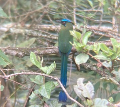 Momotus aequatorialis