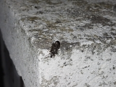 Otiorhynchus